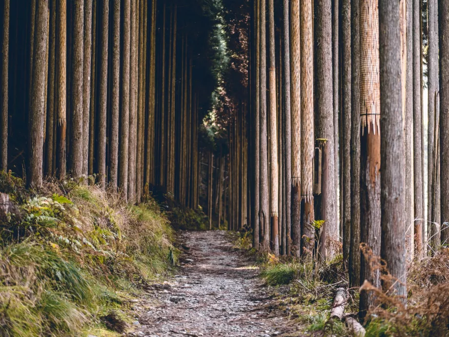 Sentier de la rivière Kiyotaki