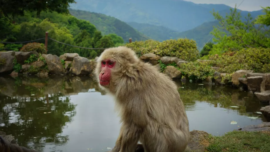 Parc des singes d'Arashiyama