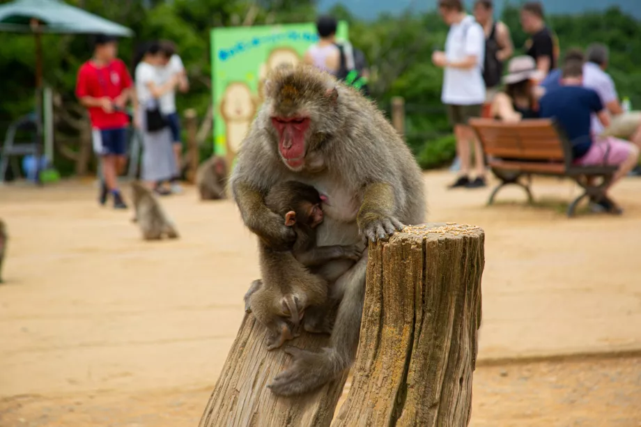 Parc des singes d'Iwatayama