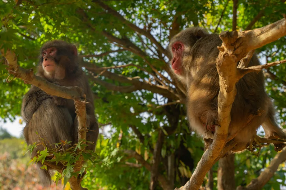 Parc des singes d'Iwatayama