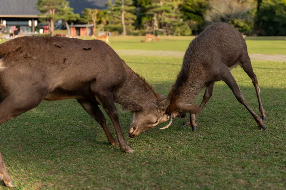 Parc de Nara