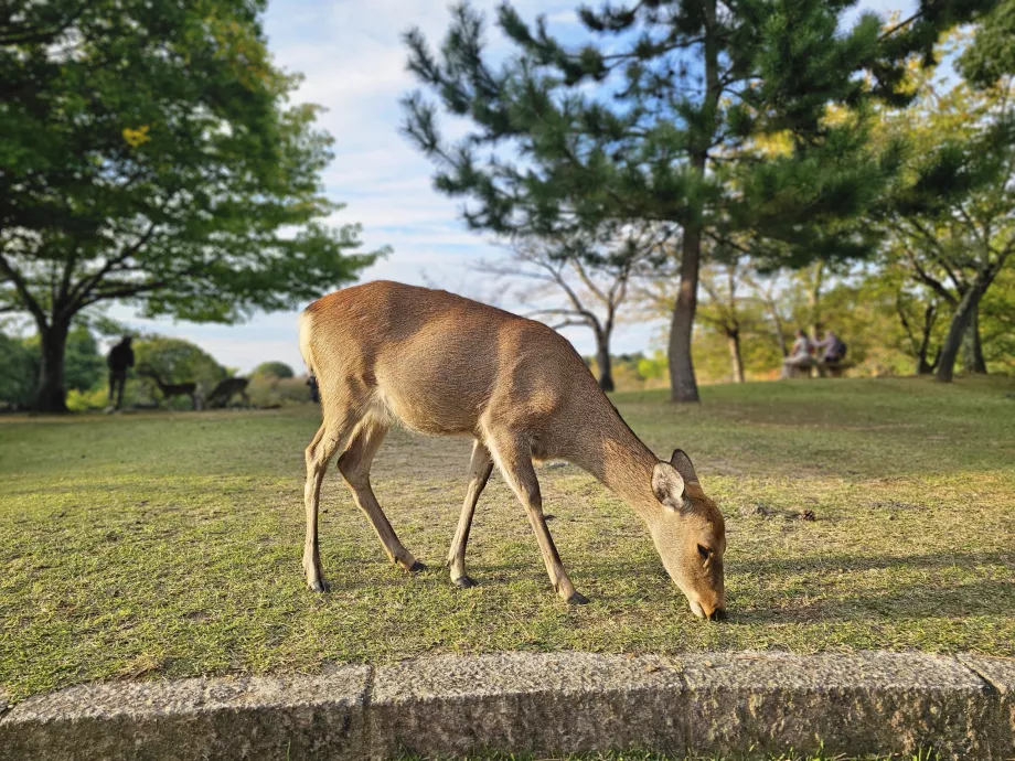 Parc de Nara