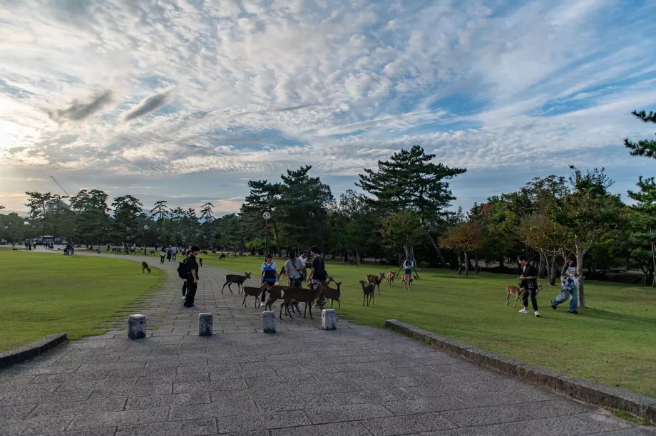 Parc de Nara