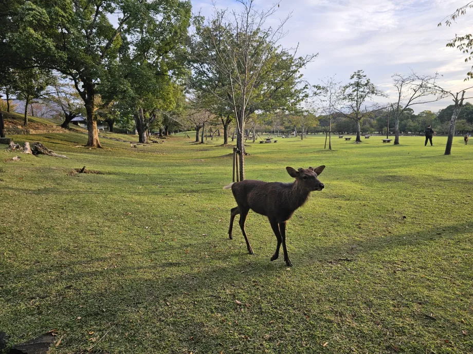 Parc de Nara