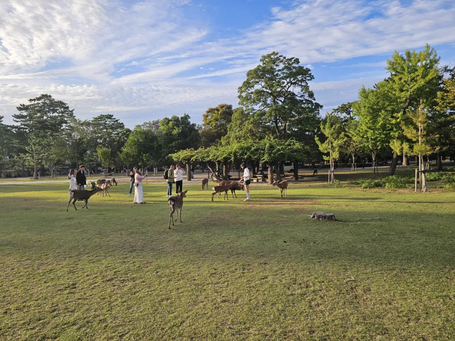 Parc de Nara