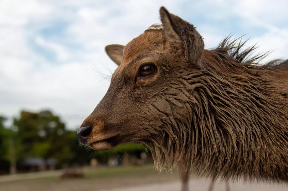 Parc de Nara