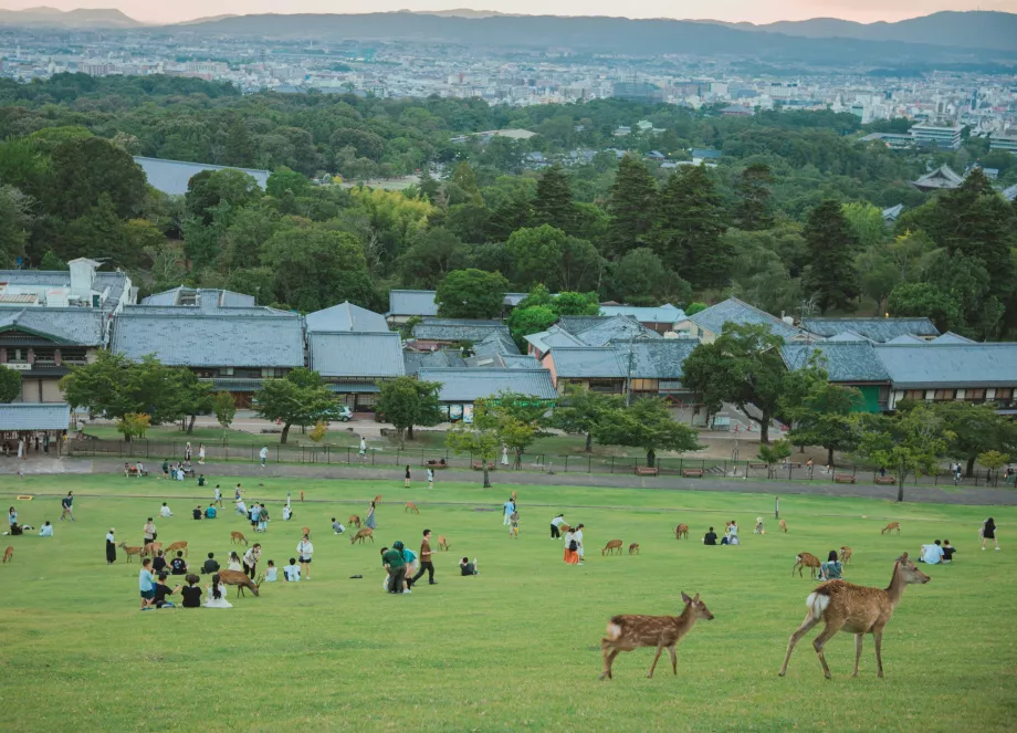 Vue du parc de Nara