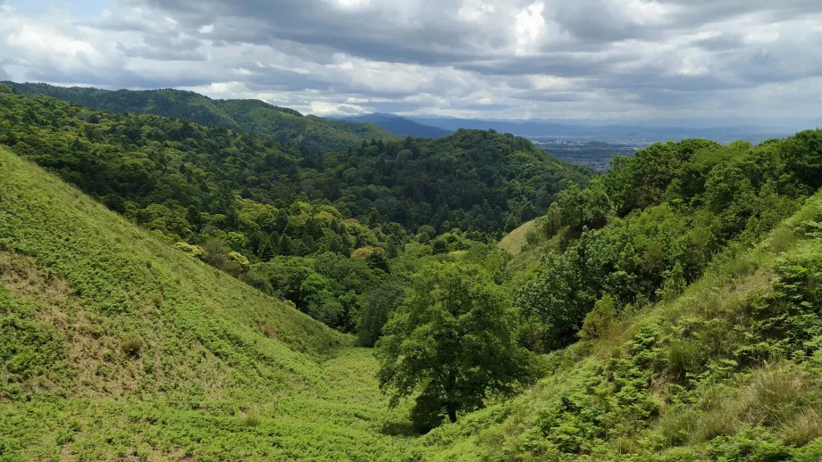 Forêts autour de Nara