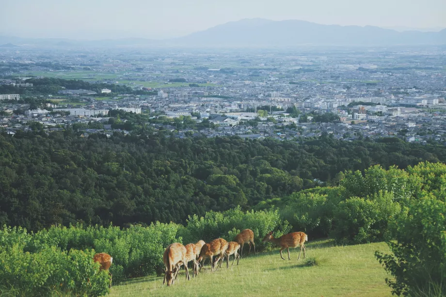 Vue du parc de Nara