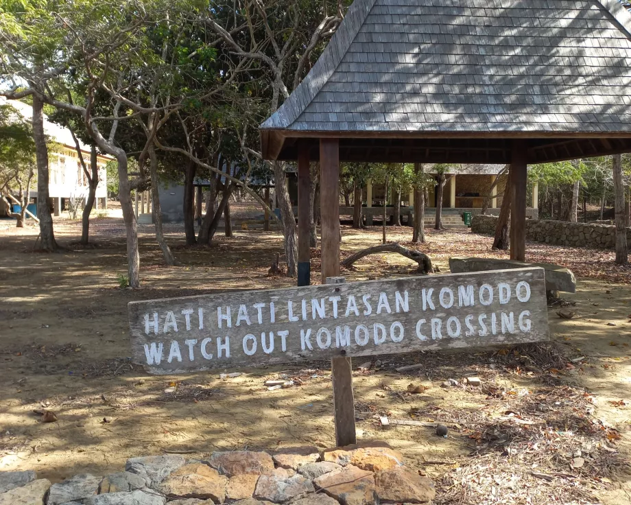 Attention, Varanus Îles Komodo, Indonésie