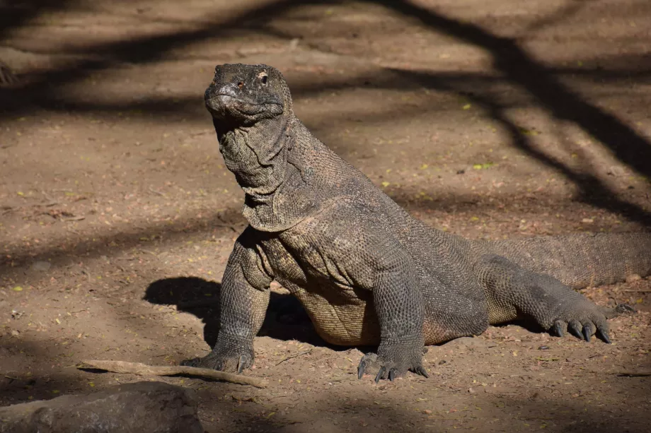 Île de Komodo, Îles de Komodo, Indonésie