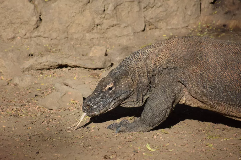 Dragon de Komodo, îles Komodo, Indonésie