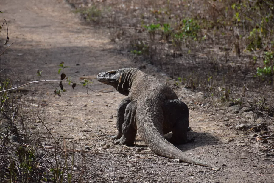 Varan komodo, îles Komodo, Indonésie