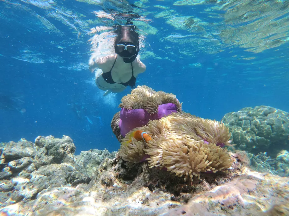 Manjerite Point, îles Komodo, Indonésie