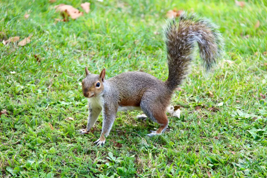 Écureuil Hyde Park