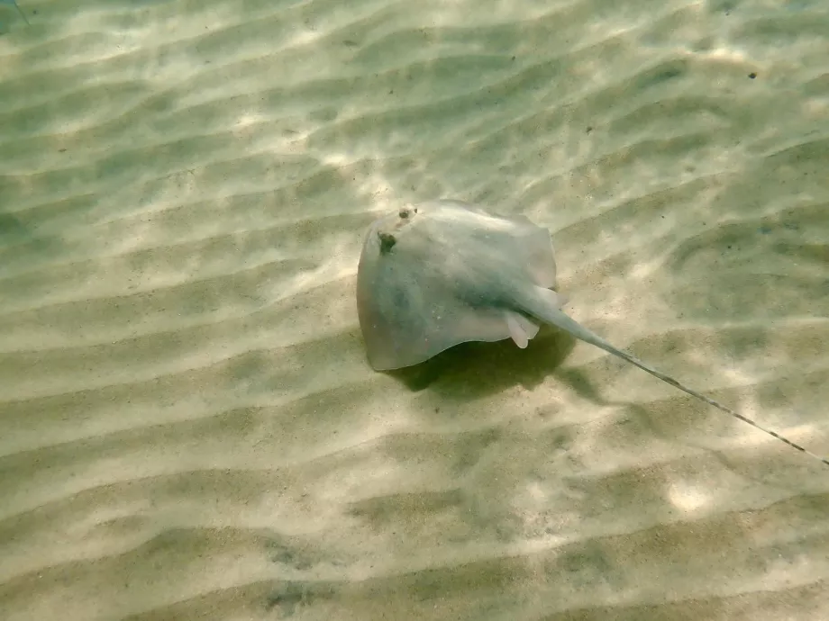 Plongée en apnée à Tioman