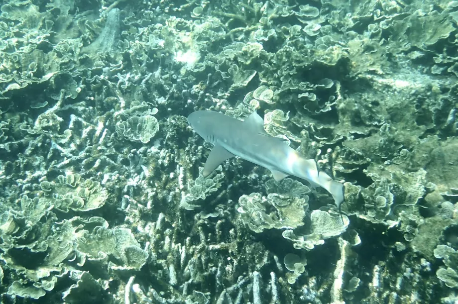 Plongée en apnée à Tioman et requin