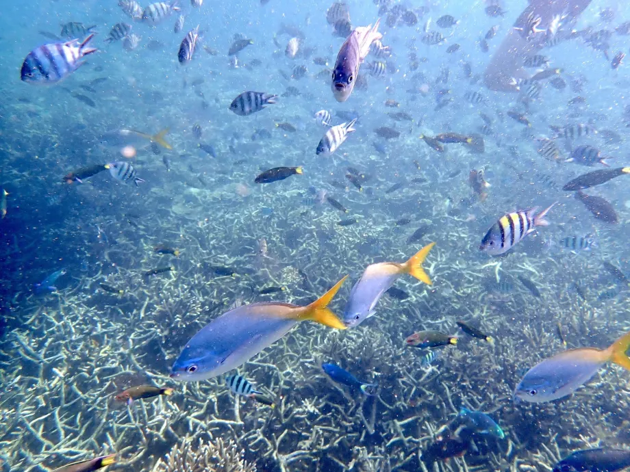 Plongée en apnée à Tioman et poissons