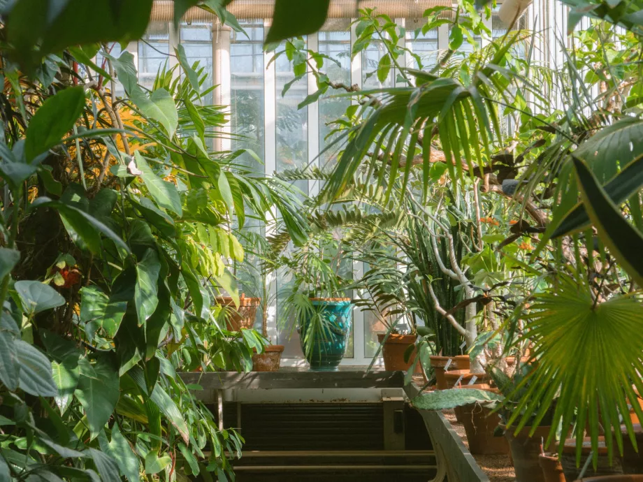 A l'intérieur du Palmhuset